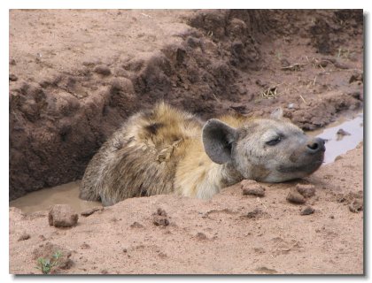 TA 06 - Hyaena Cooling Off